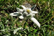 53 Stellla Alpine ( Leontopodium alpinum)